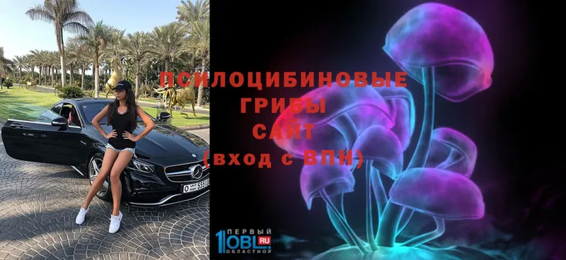 цены   Аргун  Галлюциногенные грибы Psilocybe 